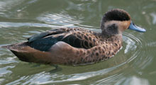 Teals - Hottentot